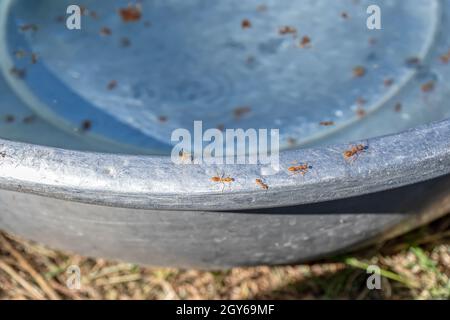 Einige Ameisen Wandern auf den Rand der Wanne und viele tote Ameisen sind in der Badewanne. Stockfoto