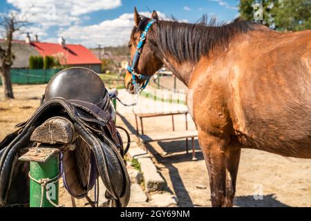 Gesattelte Pferde auf dem Bauernhof vor dem Ausritt. Stockfoto