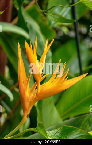 Die Vögel des Paradieses sind Mitglieder der Familie Paradisaeidae der Arten sind im Osten von Indonesien, Papua Neuguinea gefunden, und Osten Australiens. Stockfoto