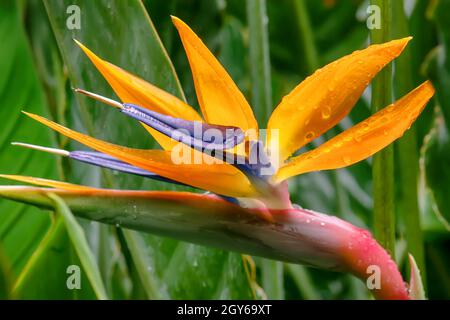 Die Vögel des Paradieses sind Mitglieder der Familie Paradisaeidae der Arten sind im Osten von Indonesien, Papua Neuguinea gefunden, und Osten Australiens. Stockfoto