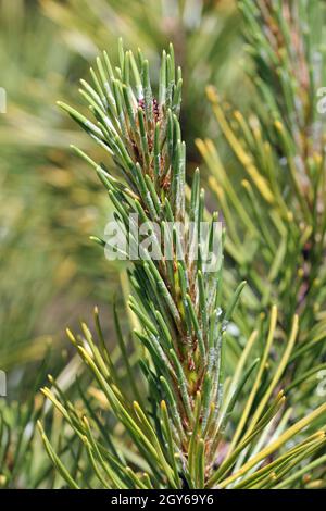 Zwergkiefer, Pinus mugo, Sorte Carstens Wintergold mit neuen Trieben im Frühjahr und einem Hintergrund aus verschwommenen Blättern. Stockfoto