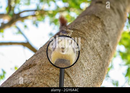 Suchen Sie das Eichhörnchen ist auf dem Baum durch ein Vergrößerungsglas thront. Stockfoto