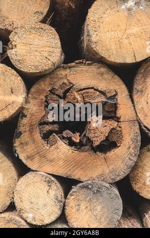 Gefällte Bäume auf einem Holzhof oder Holzfällergelände, Vorderansicht Querschnitt von Wachstumsringen, Baumstämmen oder Baumstämmen, Entwaldung in Deutschland Stockfoto