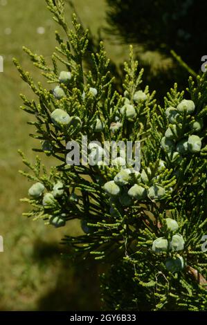 Eine Nahaufnahme einiger frischer Wacholderbeeren oder Zapfen, die häufig bei der Herstellung von Gin verwendet werden oder als Geschmack in Lebensmitteln verwendet werden. Stockfoto
