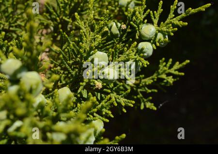 Eine Nahaufnahme einiger frischer Wacholderbeeren oder Zapfen, die häufig bei der Herstellung von Gin verwendet werden oder als Geschmack in Lebensmitteln verwendet werden. Stockfoto