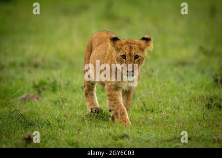 Löwenjunge, der auf Gras in Richtung Kamera läuft Stockfoto
