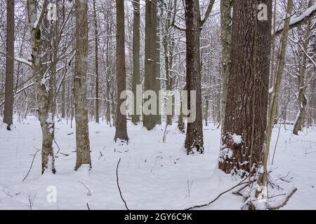 Winter Landschaft der schneebedeckten Laubbäume stehen in Schneefall, Bialowieza, Polen, Europa Stockfoto