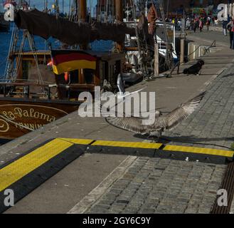 Im Herbst landende Möwe im Hafen der deutschen Stadt Wismar Stockfoto