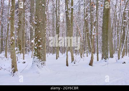 Winter Landschaft der schneebedeckten Laubbäume stehen in Schneefall, Bialowieza, Polen, Europa Stockfoto