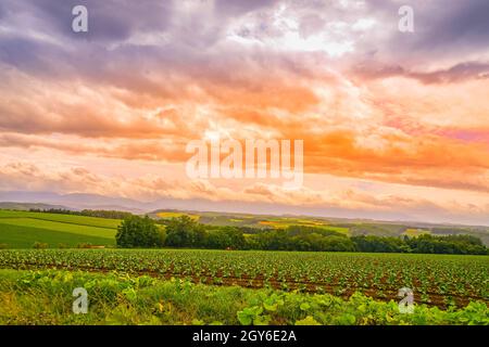 Bild der großen Ebenen von Hokkaido. Aufnahmeort: Hokkaido Biei-Cho Stockfoto