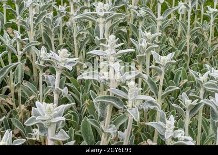 Blumen im Garten. Lämmer Ohren, Stachys Byzantina oder Stachys Olympica. Stockfoto