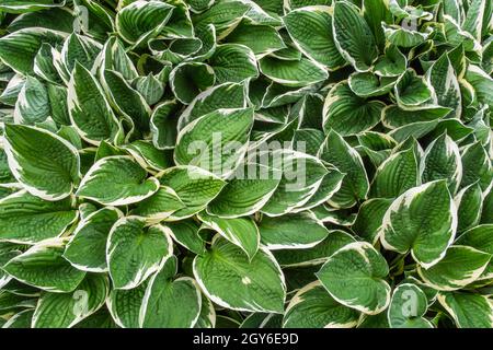 Hosta Blume, bunt Grüne Blätter von Wirten mit weißen Streifen. Stockfoto