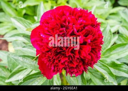 Rote Pfingstrose, Paeonia Officinalis 'Red Charm' im Garten. Stockfoto