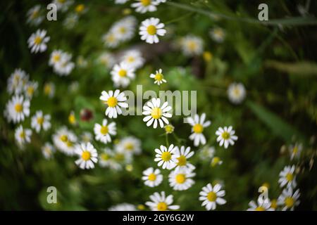 Blühende Anthemis cotula (stinkende Kamille). Wirbelndes Bokeh. Stockfoto