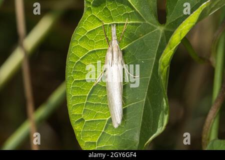 Ein satiniertes Grasfurnier auf einem Grasstock Stockfoto