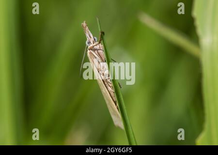 Ein satiniertes Grasfurnier auf einem Grasstock Stockfoto