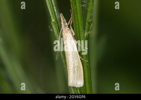 Ein satiniertes Grasfurnier auf einem Grasstock Stockfoto