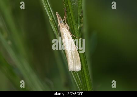 Ein satiniertes Grasfurnier auf einem Grasstock Stockfoto