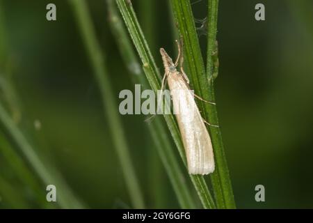 Ein satiniertes Grasfurnier auf einem Grasstock Stockfoto