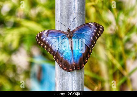 Morpho peleides, aka blaue Morpho Peleides oder gemeinsamen Morpho ist ein tropischer Schmetterling. Hier ist die obere Seite der seine Flügel Stockfoto