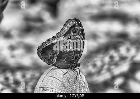 Morpho peleides, aka blaue Morpho Peleides oder gemeinsamen Morpho ist ein tropischer Schmetterling. Hier Unterseite seiner Flügel, während sich auf Stockfoto