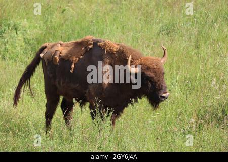 Schöne Tiere verschiedener Art Vielfalt Natur Beispiel des Lebens Stockfoto