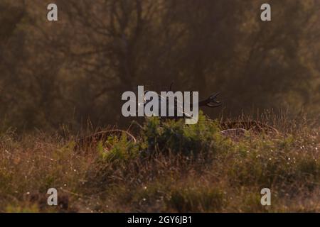 Im Oktober auf einem nordenglischen Moor ragenden Rothirsch-Hirsch (Cervus Elaphus). Stockfoto