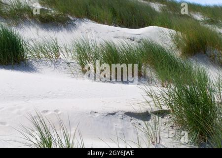 Das Foto zeigt eine Düne mit Strandgras auf der Nordseeinsel Baltrum Stockfoto