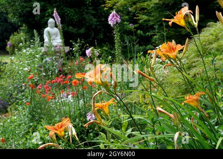 Gelbrote Taglilie (Hemerocallis fulva) Stockfoto