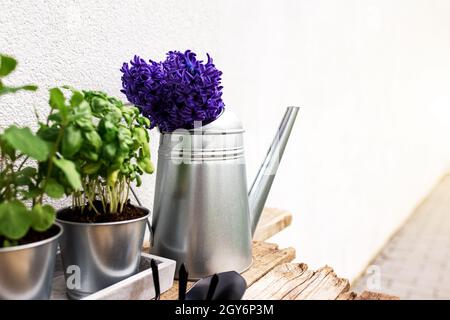 Gartenbauhobby-Konzept, blau lila Hyazinthe, grüne Minze und Basilikum Kräuter in Metalltopf in Betonschale, kleine Garten Pitchfork oder Rechen und Schaufel, wa Stockfoto