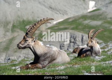 Der männliche Steinbock, der Capra Ibex und die Steinbock-Gruppe, eine Form der Wildschweine, sitzen auf den felsigen Hängen im Nationalpark Mercantour in den französischen Alpen Stockfoto