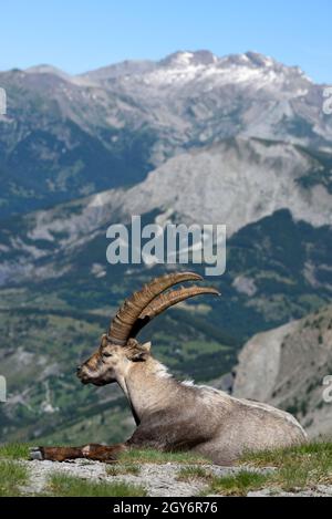 Reifer Erwachsener männlicher Alpiner Steinbock, Capra Steinbock, alias Steinbock oder Bouquetin im Nationalpark Mercantour Französische Alpen Alpes-Maritimes Frankreich Stockfoto