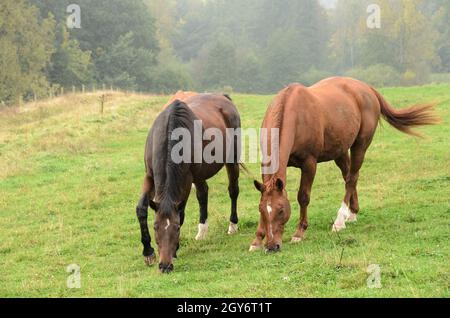 Zwei heimische braune Oldenburger Warmblutpferde (Equus ferus caballus) grasen auf einer Weide auf dem Land in Deutschland, Europa Stockfoto