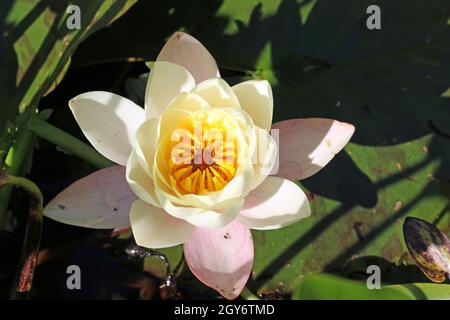 Einzelne, sehr blassgelbe Seerose, Nymphaea-Arten, Blume mit rosa äußeren Blütenblättern und von hellem Sonnenlicht mit einem dunkelgrünen Hintergrund aus Blättern beleuchtet. Stockfoto