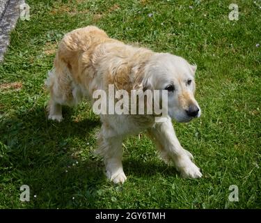 Netter Hund, der im Frühling auf einem Rasen steht Stockfoto