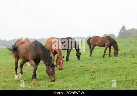 Fünf heimische braune Oldenburger Warmblutpferde (Equus ferus caballus) grasen auf einer Weide auf dem Land in Deutschland, Europa Stockfoto