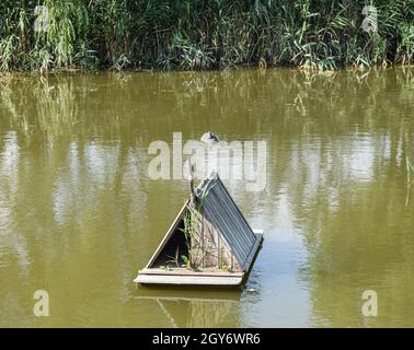 Teich mit Enten künstlich. Kunststoff-Attrappen Enten im Teich. Stockfoto