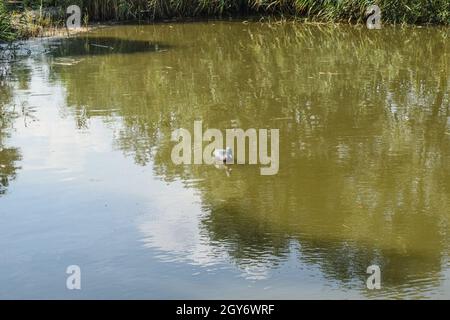 Teich mit Enten künstlich. Kunststoff-Attrappen Enten im Teich. Stockfoto