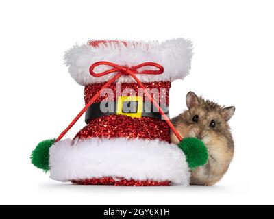 Niedlicher brauner Hamster für Erwachsene, der neben der roten Weihnachtsstiefel-Weihnachtsdekoration steht. Blick direkt auf die Kamera. Isoliert auf weißem Hintergrund. Stockfoto