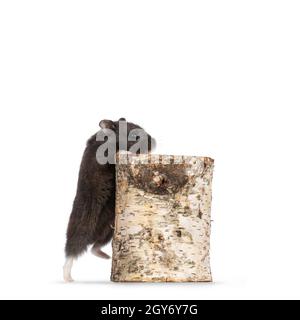 Niedlicher, winziger, schwarzer Campbelli-Hamster, der auf einem Stück einer Birkenzweige klettert. Blick weg vom Objektiv. Isoliert auf weißem Hintergrund. Stockfoto