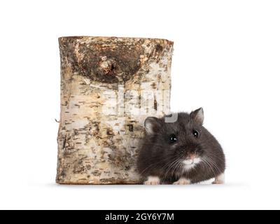 Niedlicher, winziger, schwarzer Campbelli-Hamster vor einem Stück einer Birkenzweige. Blick direkt auf das Objektiv. Isoliert auf weißem Hintergrund. Stockfoto