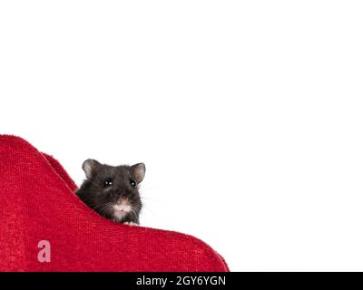 Nahaufnahme von niedlichen schwarzen Baby Hamster Blick über roten Samt Rand des Schlittens. Isoliert auf weißem Hintergrund. Stockfoto