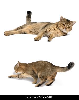 Junge Erwachsene Katze schottische gerade Chinchilla auf weißem Hintergrund. Das Tier lügt und läuft Stockfoto