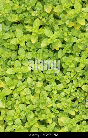 Gelbfärbende Pflanze oregano, Origanum vulgare Variety Thumbles, Pflanzen Blätter nur ohne Blüten oder Background. Stockfoto