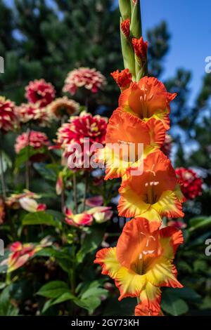 Leiter der Gladiolen blühen im Sommer Garten Stockfoto