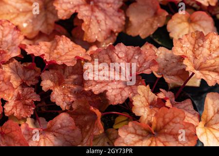 heuchera Pflanzen als sehr schöner natürlicher Hintergrund Stockfoto