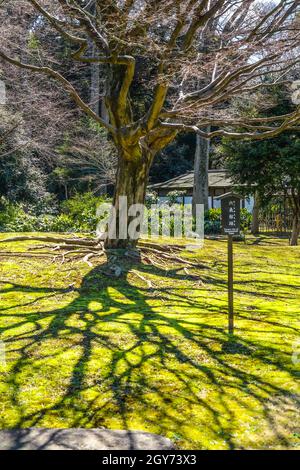 Rikugien Bäume Bild des (japanischen Garten). Aufnahmeort: Metropolregion Tokio Stockfoto