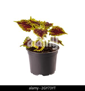 Coleus mit grünem Rand in Blumentopf isoliert auf weiß Stockfoto