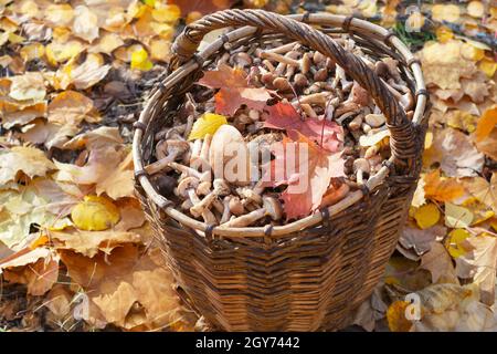 Ein mit Pilzen gefüllter Korb steht auf gefallenen Blättern im Herbstwald. Selektiver Fokus Stockfoto