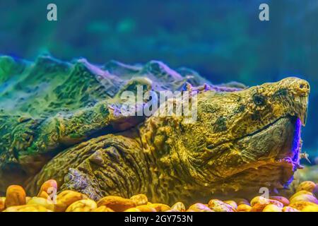 Alligator Schnappschildkröte in einem Glasschrank. Stockfoto